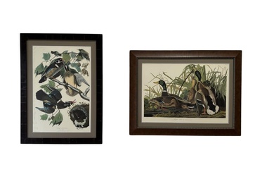 2pc. Lot of Framed Audubon Style Duck Prints 47 1/4"H...