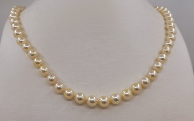 7x7.5mm Bright Akoya Pearls - Necklace Yellow gold