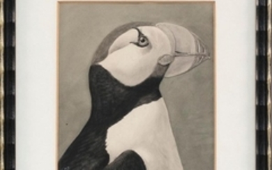 LOUIS AGASSIZ FUERTES, New York, 1874-1927, "Horned Puffin"., Watercolor and gouache on paper, 6" x 5" sight. Framed 10.5" x 8.5".