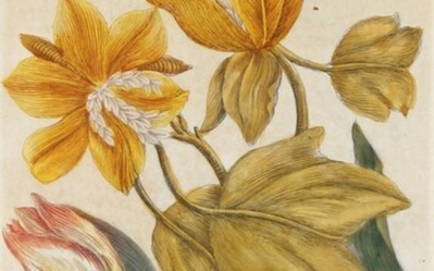 British School, late 18th/early 19th century- Illustrations of tulips; hand-coloured engravings, three, each 34 x 22 cm (3)