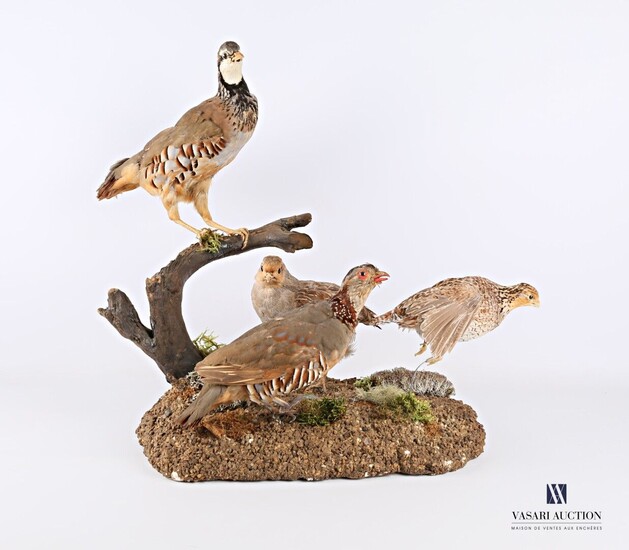Diorama composé d'une caille des blés d'élevage... - Lot 85 - Vasari Auction