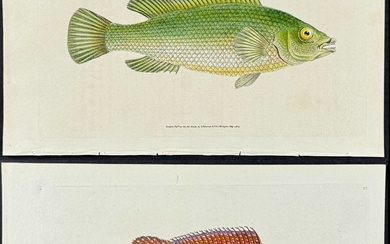 Donovan - Pair or Fish Engravings: Streaked Wrasse & Ancient...