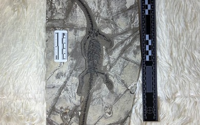 Hyphalosaurus - Fossil matrix - Hyphalosaurus - 49 cm - 18 cm