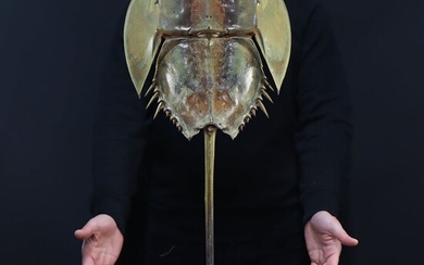 Large Atlantic Horseshoe Crab on custom pedestal - Limulus polyphemus - 690×370×270 mm