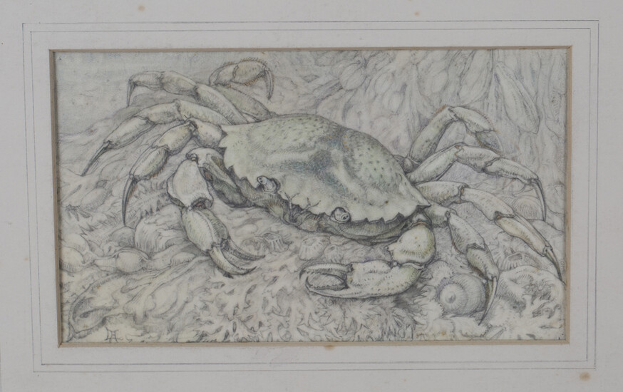 Lilian Andrews - 'Shore Crab', pencil and pastel on vellum paper laid on board, signed wit