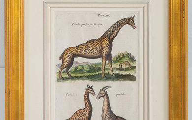 Matthaus Merian. Giraffes, hand colored engraving