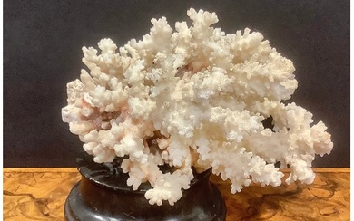 Natural History - a coral specimen, mounted for display, 21c...