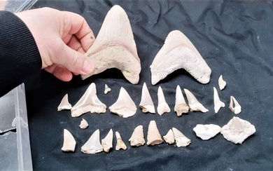 Shark - Teeth - megalodon e altri