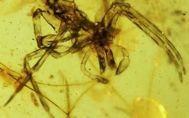 Spider - Amber - Acient spider from 99 million years - 20 mm - 15 mm