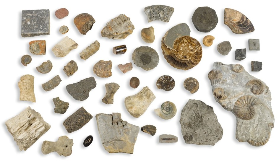 THE BERKELEY COLLECTION OF FOSSILS, ASSEMBLED IN THE 19TH CENTURY