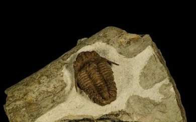 Trilobite - Top Rare Hoplolichoides conicotuberculatus