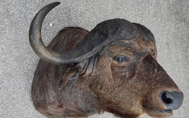 Very large vintage Cape Buffalo Head-mount - - Syncerus caffer - 100×92×70 cm