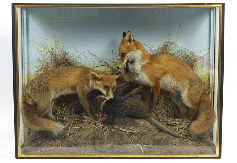 Victorian taxidermy glazed display of two foxes with a