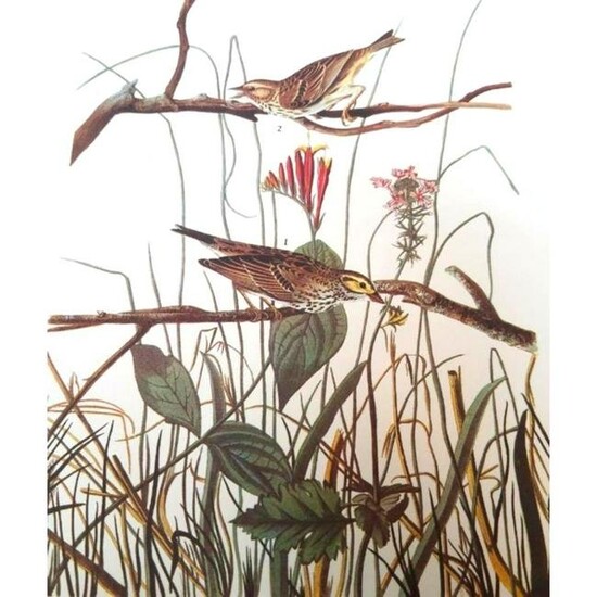c1946 Audubon Print, #109 Savannah Sparrow