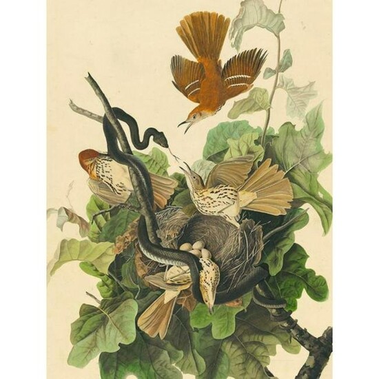 c1946 Audubon Print, #116 Brown Thrasher