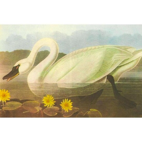 c1950 Audubon Print, Whistling Swan