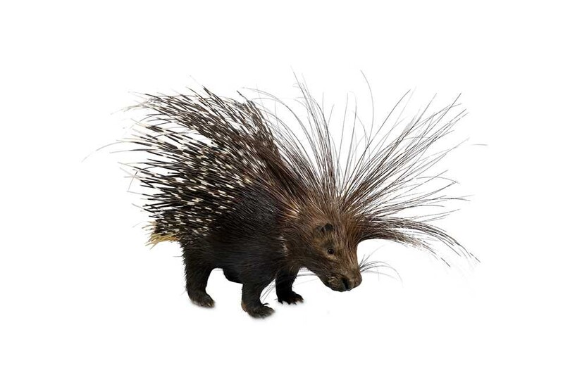 TAXIDERMY: A CAPE PORCUPINE (HYSTRIX AFRICAEAUSTRALIS), FULL MOUNT modern,...