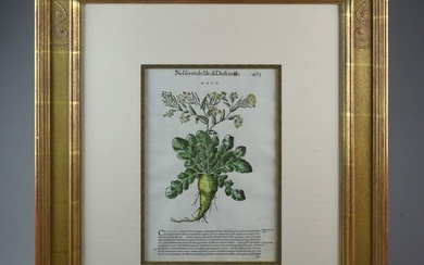 16thC Botanical Print by Pietro Andrea Matthioli