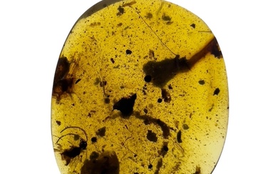 A DINOSAUR AGE SNAIL AND WASP IN CRETACEOUS BURMESE AMBER MY...