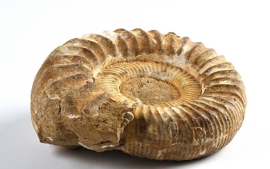 Ammonite brut 6kg Long : 27cm