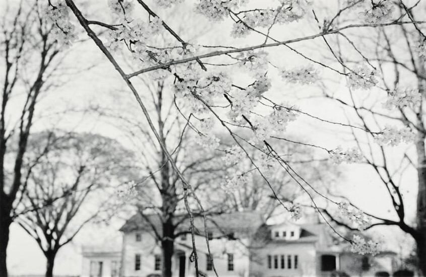 MICHAEL LARDIZABAL - Apple Blossoms, Kinderhook, NY