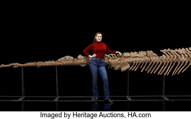 "Mummified" Hadrosaurid Dinosaur Vertebrae & Tail Section New Genus/New...