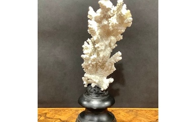 Natural History - a coral specimen, mounted for display, 23c...