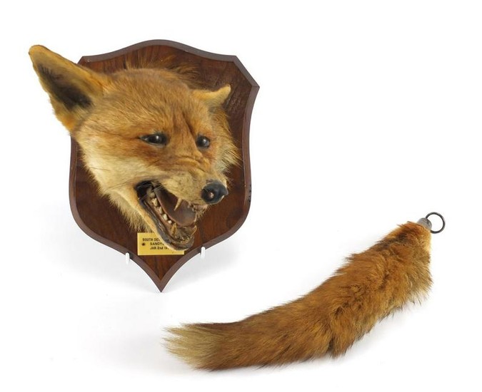 Taxidermy interest fox head on oak shield back and