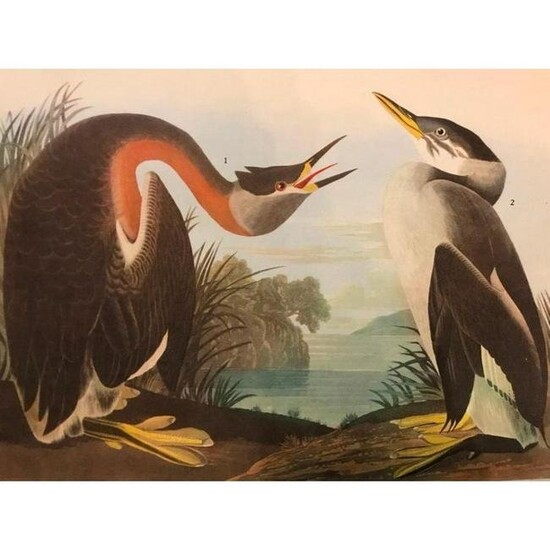 c.1946 Audubon Print, #298 Holboell's Grebe