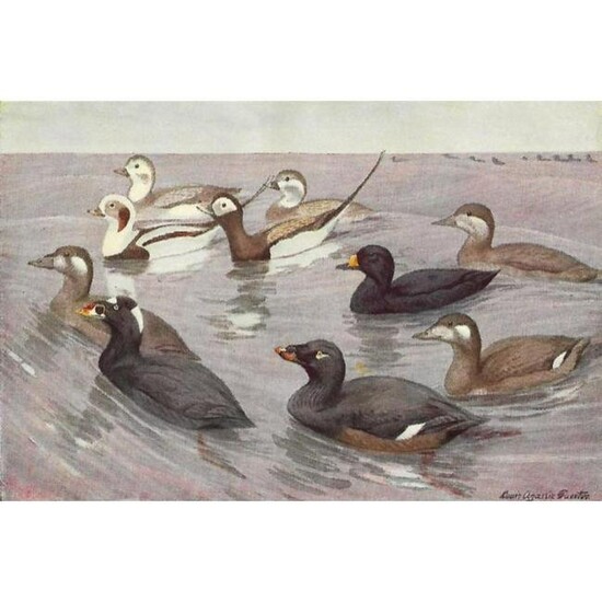 1936 Pearson Birds, #73 Scoters