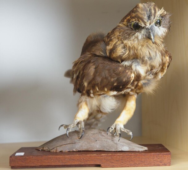 A TAXIDERMY BOOBOOK OWL ON WOODEN BASE
