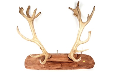 A pair of stag deer antlers