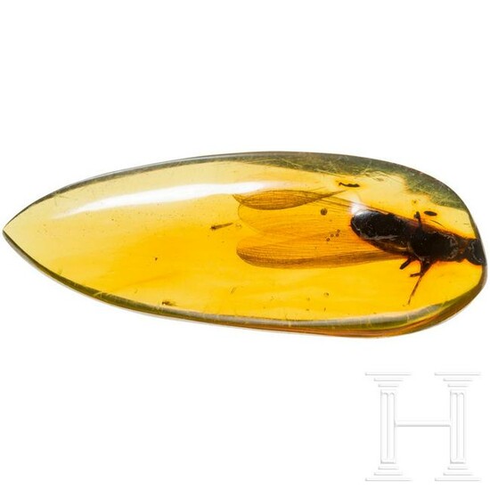 A piece of amber with a large insect