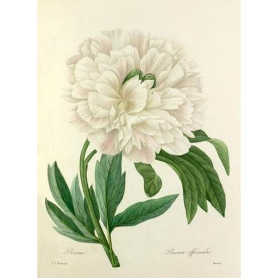 After Pierre-Jospeh Redoute, Floral Print, #104 Pivoine