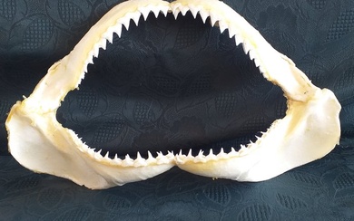 Bigeye Thresher Shark Jaw set - Alopias superciliosus - 30 cm - 17 cm - 4 cm- CITES Appendix II - Annex B in the EU