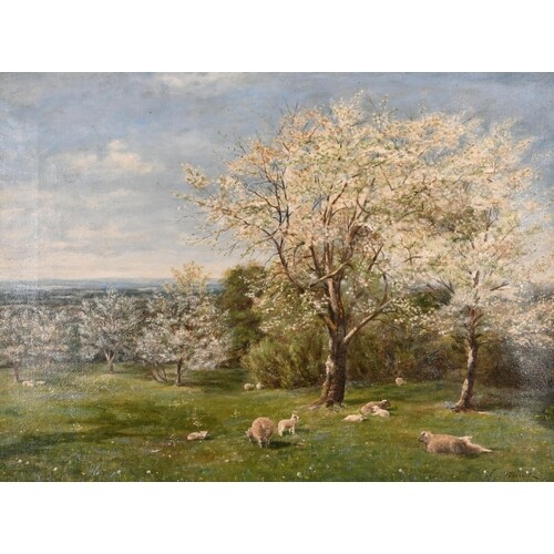 Edward Archer (19th-20th Century) British. "Spring", Sheep ...