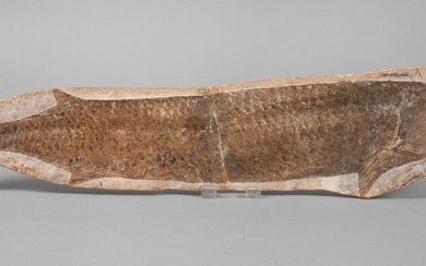 FossileÂge indéterminé, poisson fossilisé, forme négative, anciennement collé, L 58 cm.