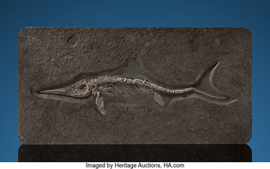 Ichthyosaur Fossil Stenopterygius sp. Lower Jurassic Posidonienschiefer Formation Holzmaden,...