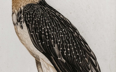 Oiseaux - Collection d'environ 95 gravures (gravure sur cuivre, gravure sur acier, lithographie, aquarelle), la...