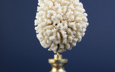 Pocillopora Meandrina White Coral - Acropora - 300×140×80 mm - 1070 g