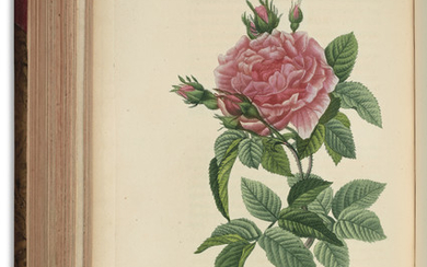 REDOUTÉ, Pierre-Joseph (1759-1840). Les Roses peintes par P. J. Redouté… décrites par C. A. Thorry. Paris : C. L. F. Panckoucke, 1824 [-1826].