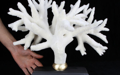 "TREE OF LIFE" - Coral branch Natural - 7500 g