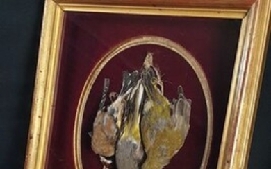 Taxidermy Still-life in glazed wall-case - Finches - non-CITES species - 7×33×29 cm