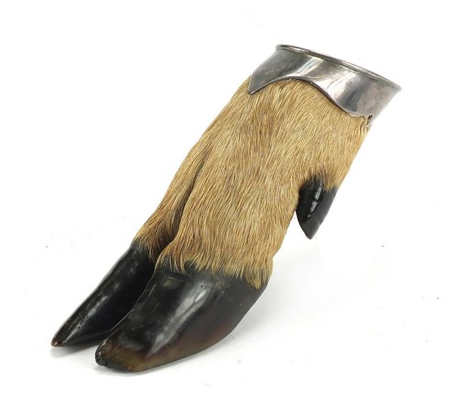 Taxidermy interest deer's foot with silver coloured