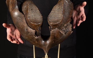 Woolly Mammoth - Extra rare - Giant Molar on custom stand - Mammuthus primigenius - 470×390×310 mm
