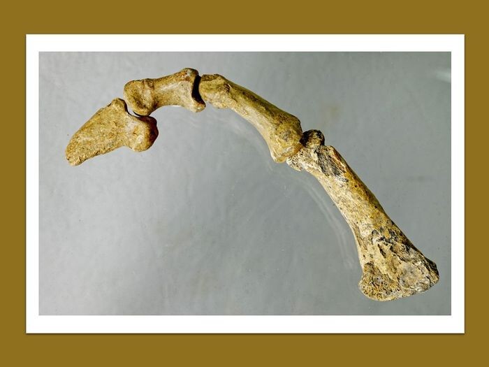 complete finger of a cave bear - very well preserved bone with a claw - Ursus spelaeus - 17.5×3.2×2.2 cm