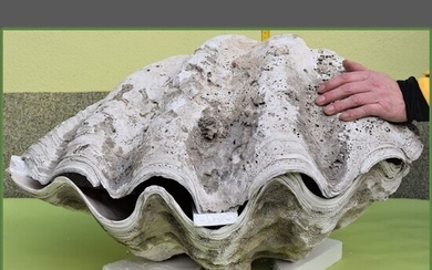 rare fossilized giant clam - both sides, with lock and muscle print - Tridacna gigantea - 78×50×46 cm