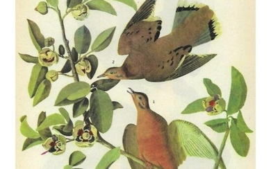 1946 Audubon Print, #162 Zenaida Dove