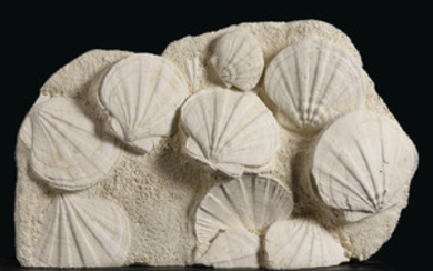 FOSSILIZED SCALLOPS, SOUTHERN FRANCE