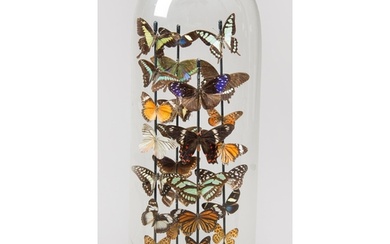 A LATE 20TH CENTURY ENTOMOLOGY DISPLAY OF TROPICAL BUTTERFLI...